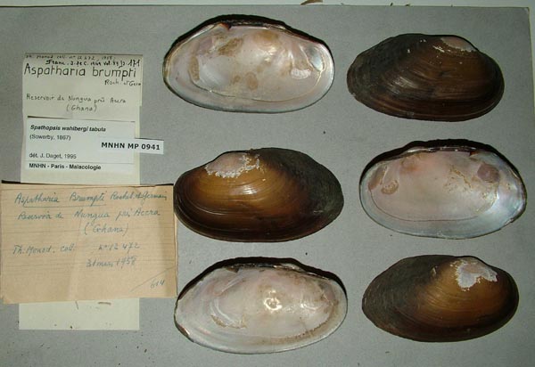 specimen