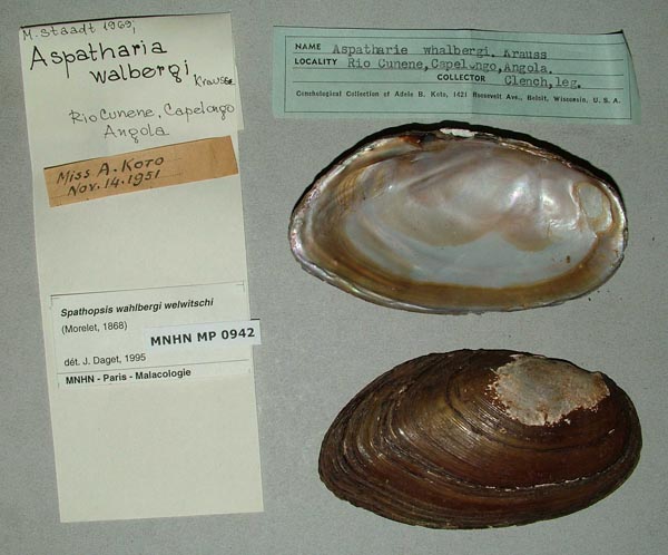 image of lot MNHN_MP_0942 image of lot MNHN_MP_0942