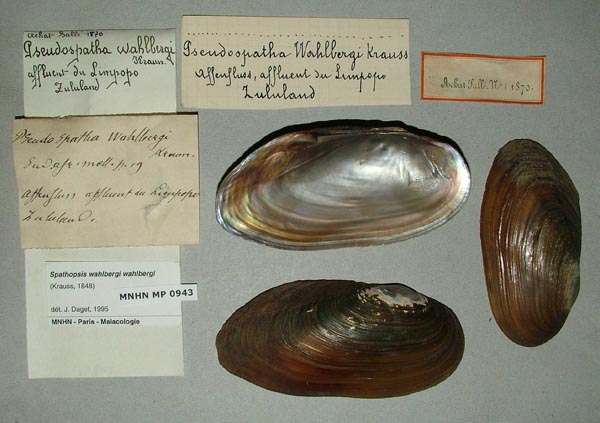 specimen