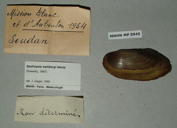 specimen