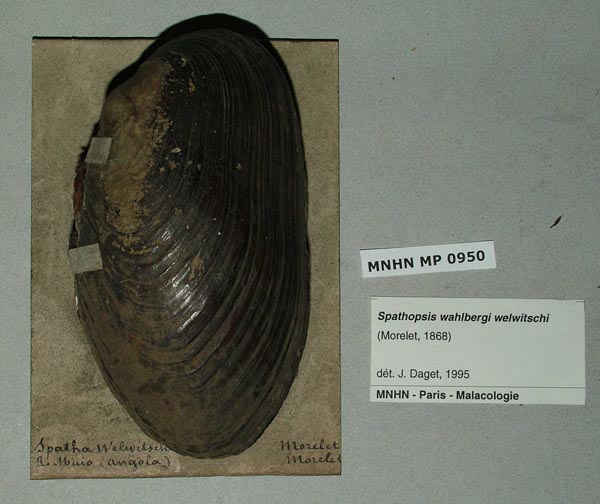 specimen