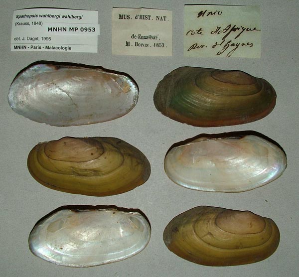 specimen