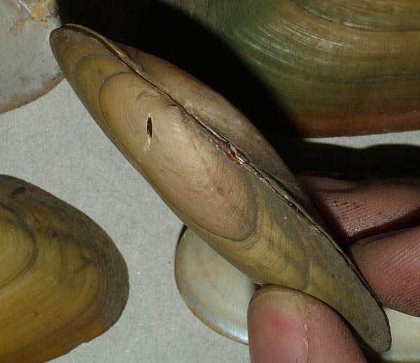 specimen