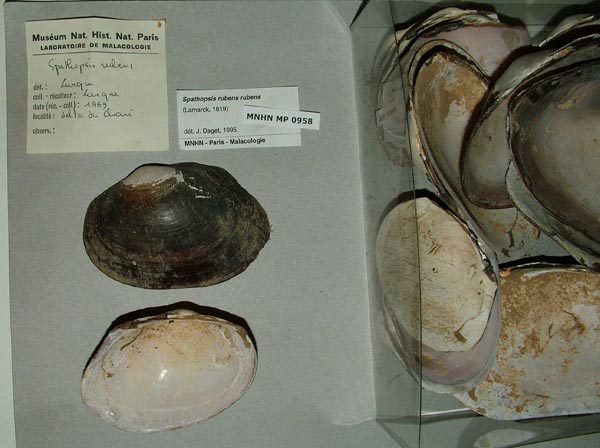 specimen