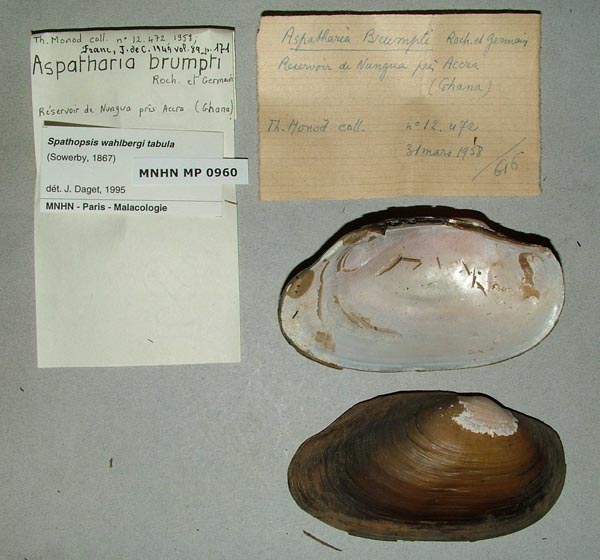 specimen