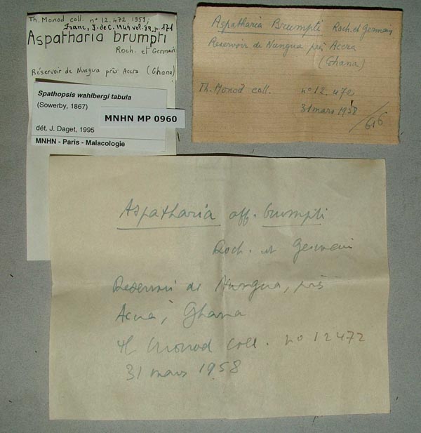 specimen