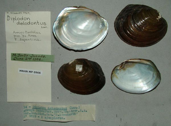 specimen