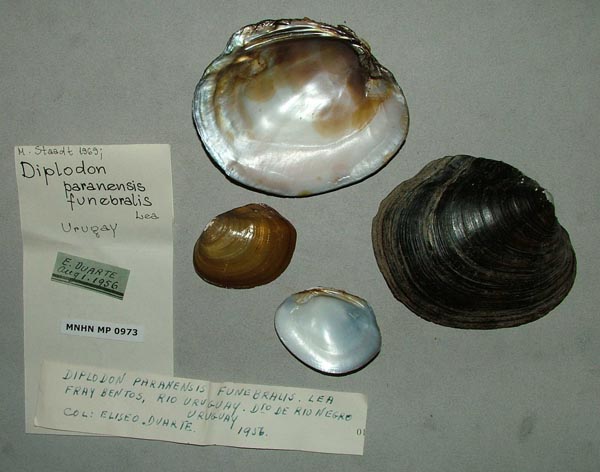 image of lot MNHN_MP_0973 image of lot MNHN_MP_0973