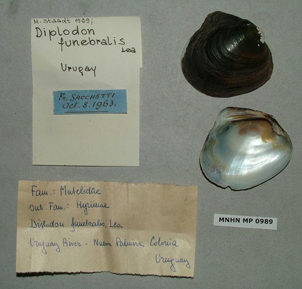 image of lot MNHN_MP_0989 image of lot MNHN_MP_0989