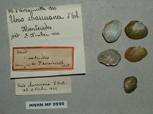 specimen