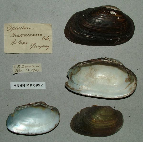 specimen