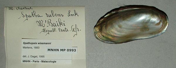 specimen