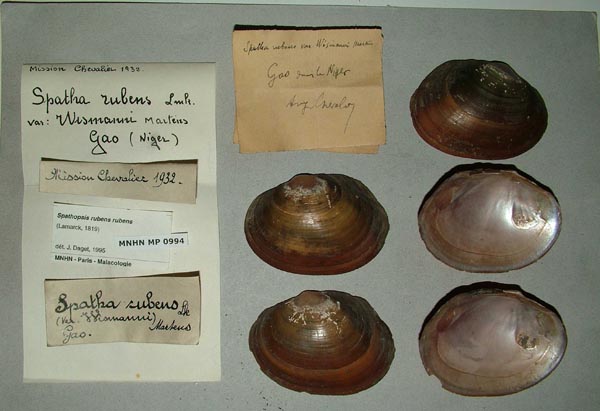 specimen