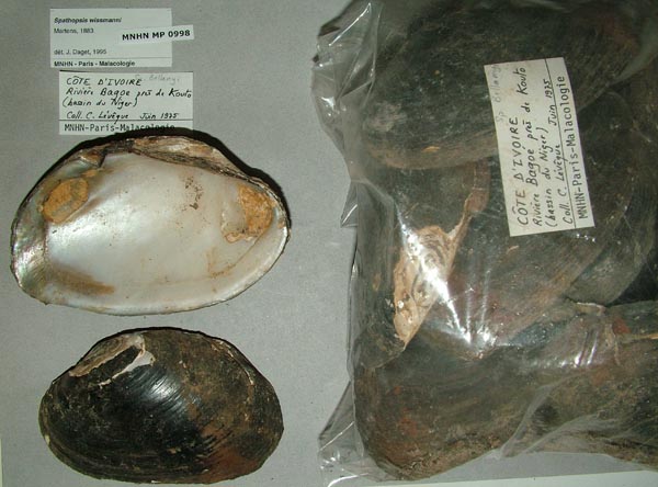 specimen