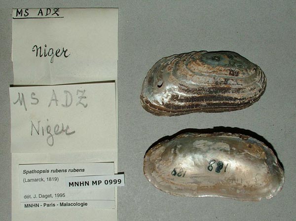 specimen