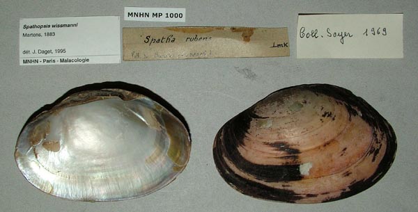 specimen