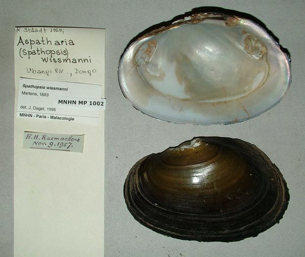 specimen