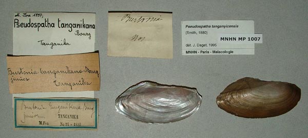 specimen
