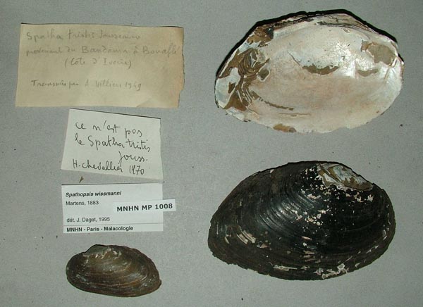 specimen