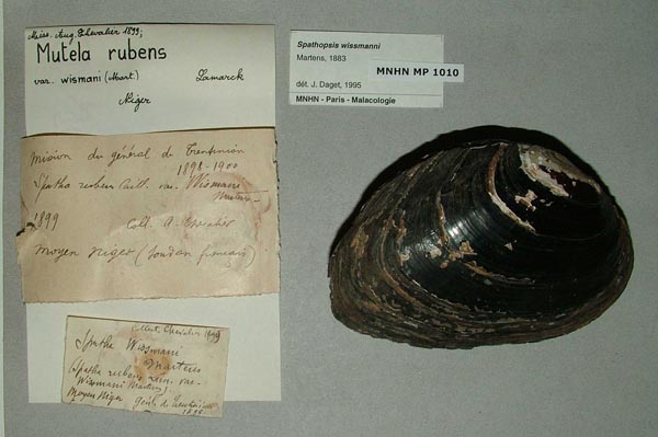 specimen