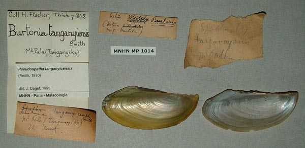 specimen