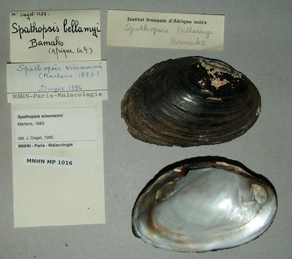specimen