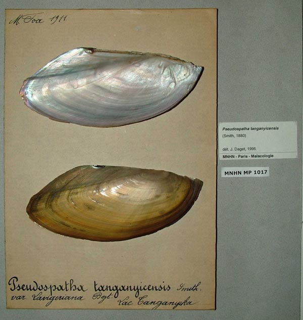 specimen