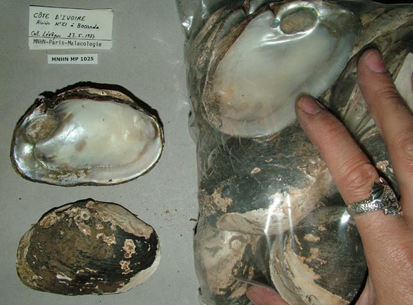 specimen