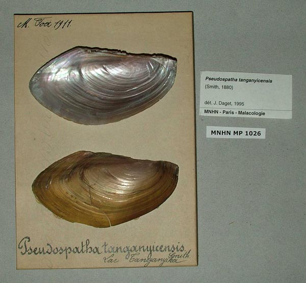 specimen