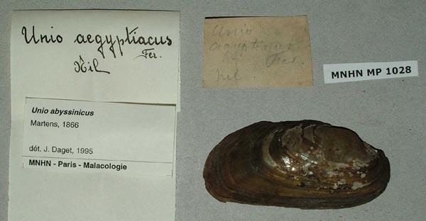 specimen