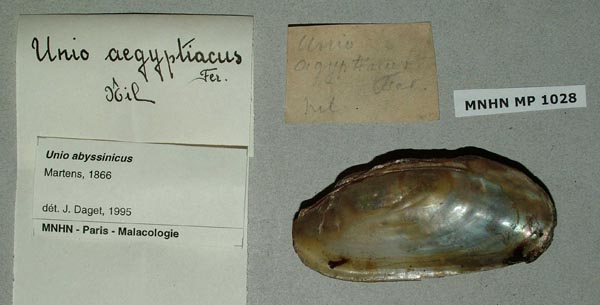 specimen
