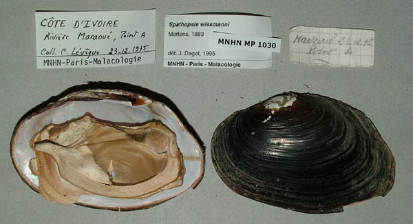 specimen