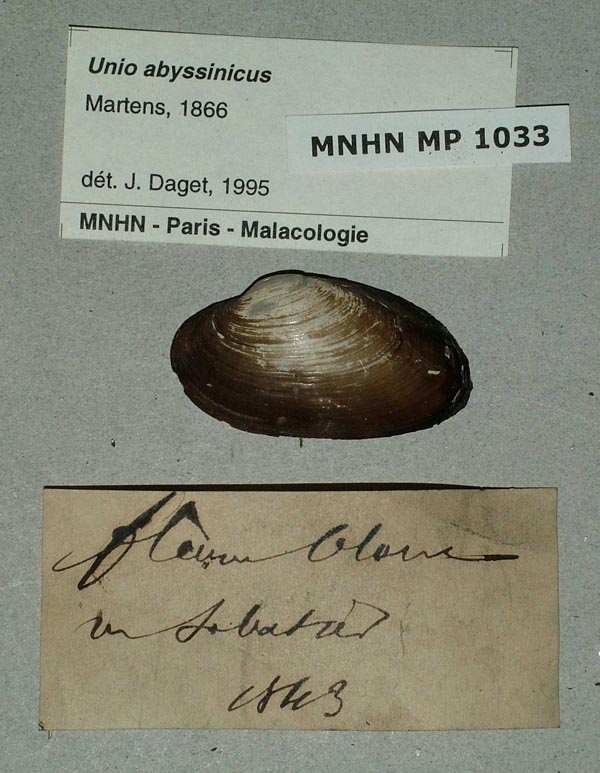 specimen