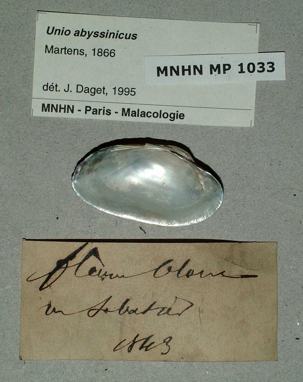 specimen