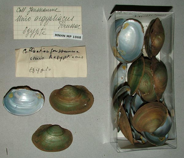 specimen