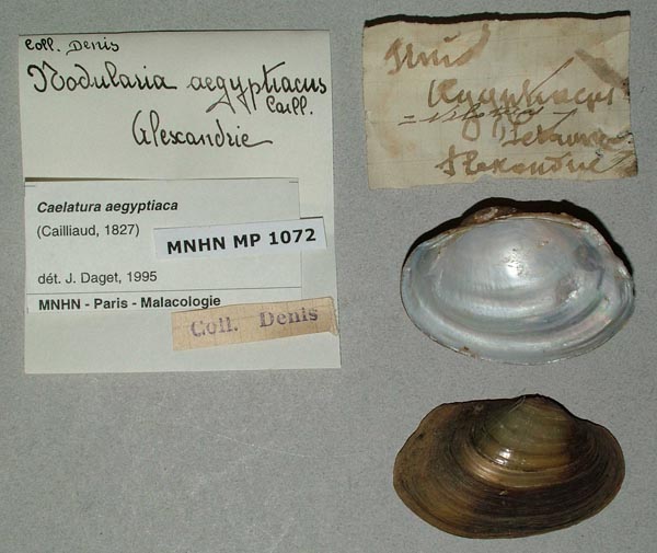 specimen