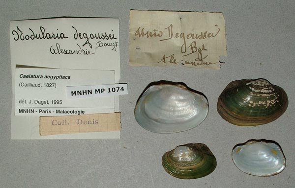 specimen