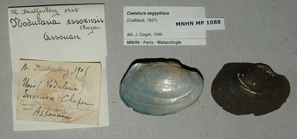 specimen