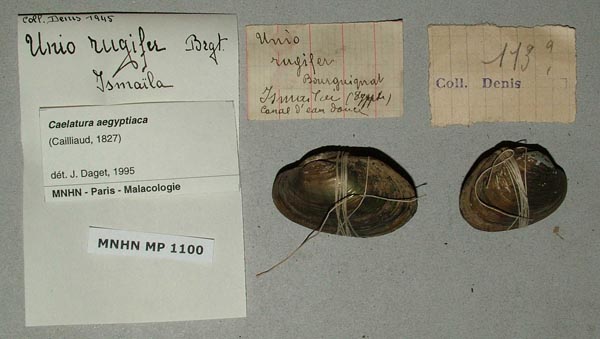 specimen