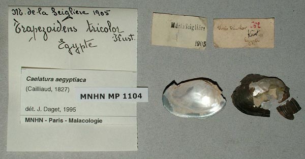 specimen
