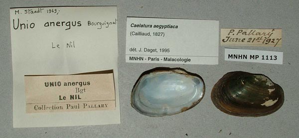 specimen