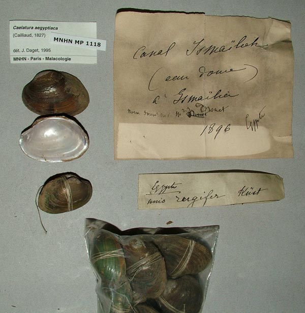 specimen