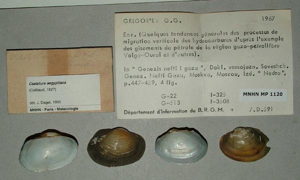 specimen