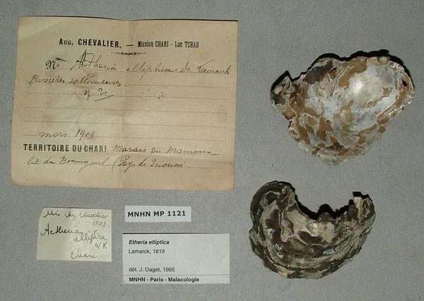 specimen