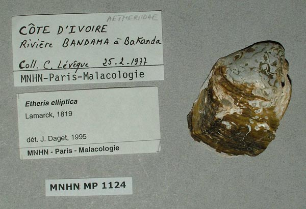 specimen