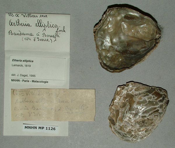 specimen