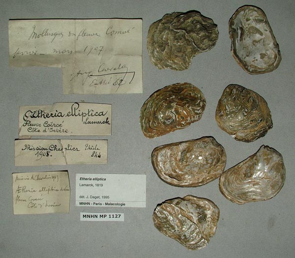 specimen