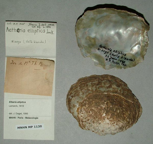 specimen