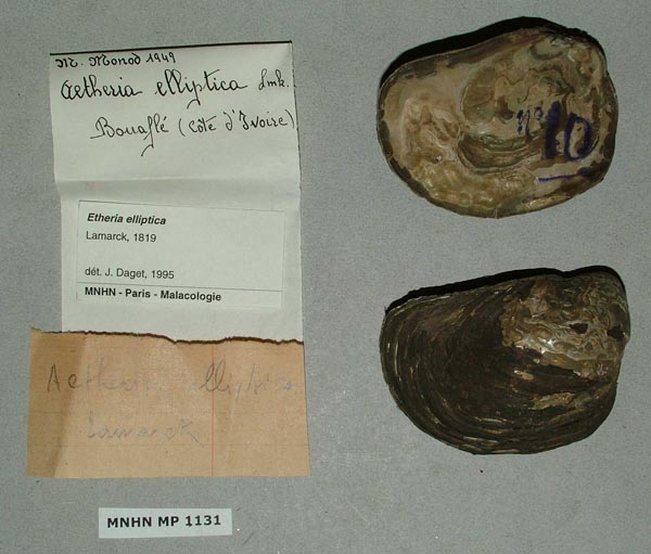 specimen