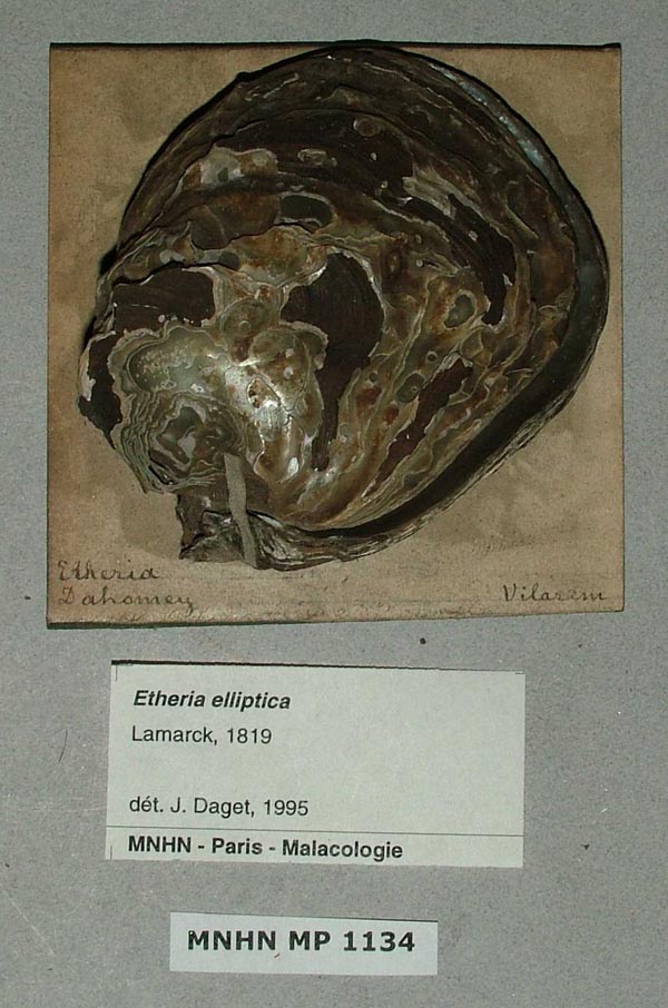specimen